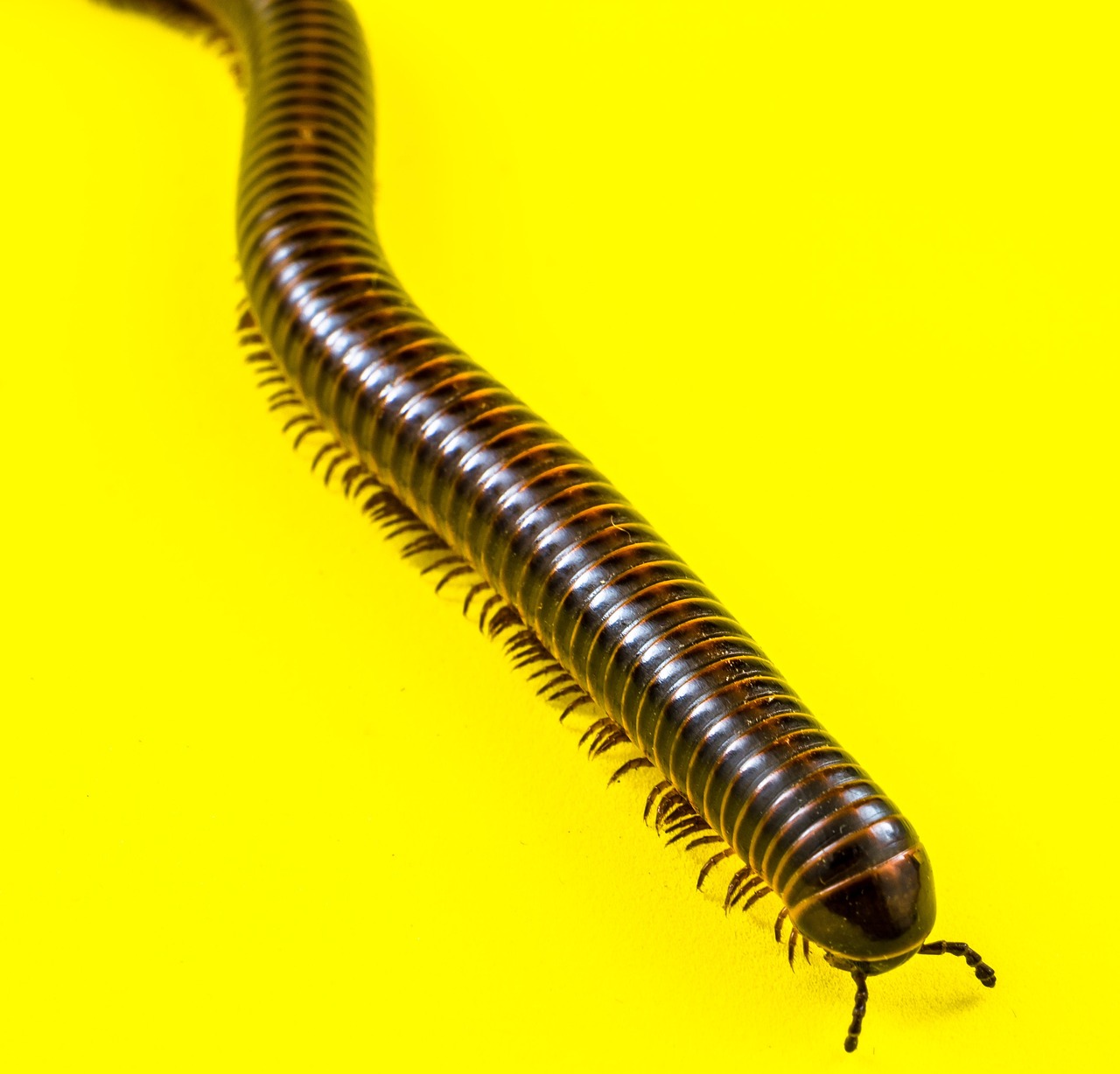 시래기국
