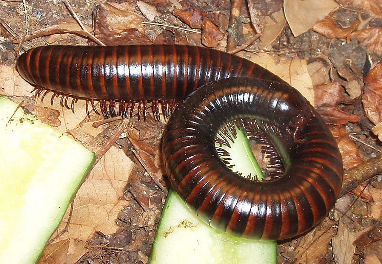 시래기국